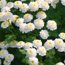 ᭇշNذƥռСջԻֲļ̨ͥԺ