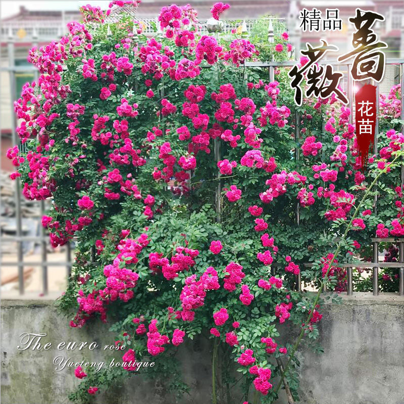 cee21b15-ce5d-4b83-967e-9afc7ef46853.jpe