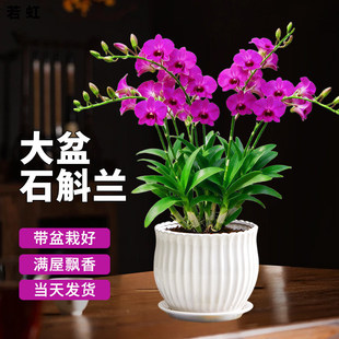��ˮʯ���m���Ԏ�����ˮ��ֲ���҃Ⱥ��B���������m���Gֲ�ļ�����