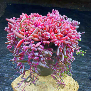 Purple Moon Succulent Plant Purple Grape Hanging Beautiful and Fun Succulent Indoor Green Plant Flower Hanging Plant Pure Purple