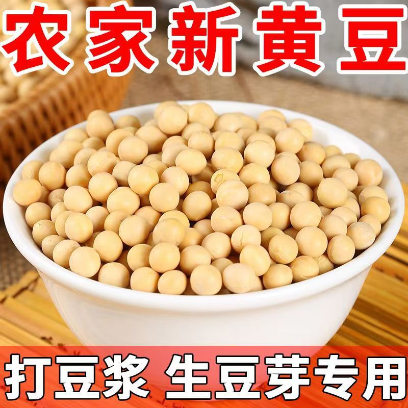 黄豆打豆浆黄豆芽磨粉专用黄豆农家自种非转基因当季黄豆|undefined