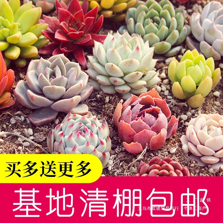 多肉植物组合盆栽新手好养肉肉套装办公室花卉小盆栽懒人植物