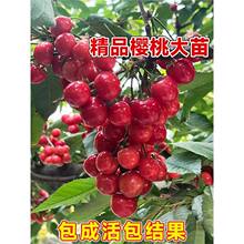 ���Ҙ䮔��Y���Ϸ������Nֲ����܇��������ͥԺ������������