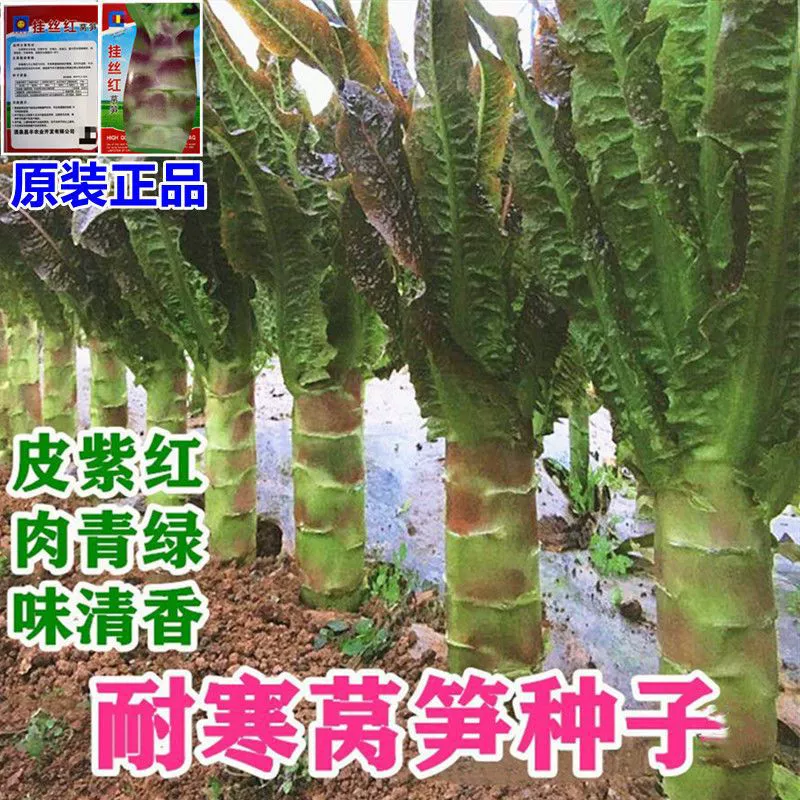 Красный Лист Салат Семена Четыре Сезона Салат Семена Рассада Термостойкие Морозостойкие Семена Рапса Ферма Сад Овощи