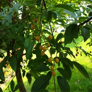 ɢ�b�²ɳ��� ���|���~����N�� ���A���N�њW�����N�������l