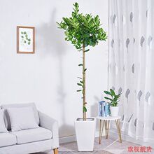 ��ˮ���ʘ����Ԏ�����ʳ�øߗUins�W�t��ؿ͏d���W�Gֲ�k���҃�