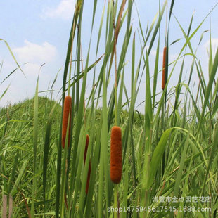 ���l���� �|������ �S�����˽� ���~���˽� ˮ��ֲ�����l