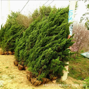�G��������ľ�G�h��ľ����ֲ�ﶬ�๩ֱ��ɺ���m���l�r��h��