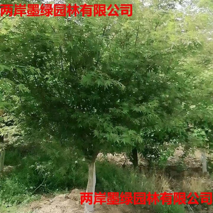 鸡爪槭树苗现挖现卖绿化苗木色块绿篱行道点缀庭院观赏小叶鸡爪枫