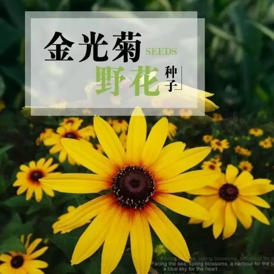 Семена золотистой хризантемы, многолетние травянистые семена хризантемы осеннего посева, цветочные декоративные растения.