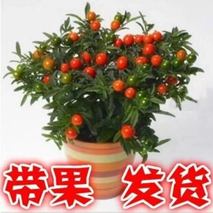 ɺ�������Զ�ɺ���҃��̨����ɺ�������c���_���^���ļ�����ֲ��