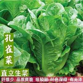 孔雀菜种子生吃脆甜高营养四季罗马直立生菜种子盆栽阳台蔬菜种子