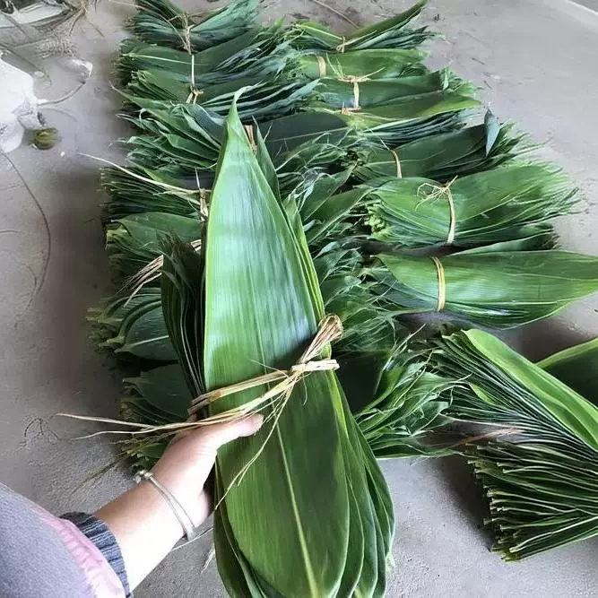 Сбор свежих листьев мушмулы