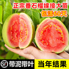 ��ʯ��������Լt�ĵ��԰Ř��������Ϸ��Nֲ�����ļ�ͥԺ����Y��