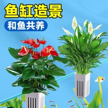 水培植物室内好养绿植鱼缸水草和鱼共养绿萝富贵竹铜钱草造景