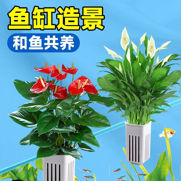 水培植物室内好养绿植鱼缸水草和鱼共养绿萝富贵竹铜钱草造景