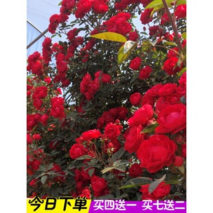 һ�����l�tľ�㻨������ֲ�������S��ľ�㻨����ͥԺ�ļ��_������