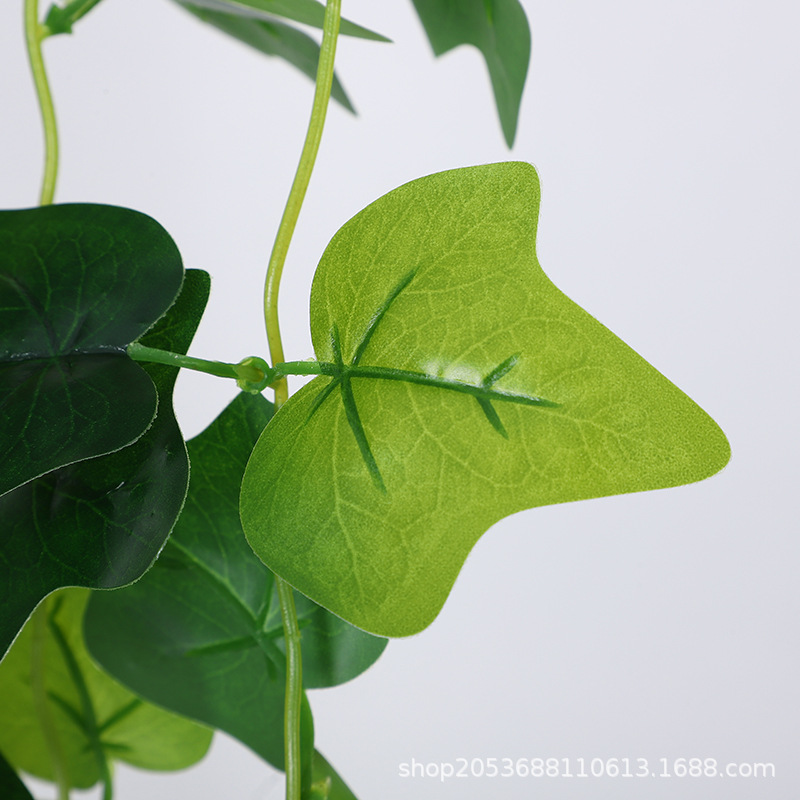 五叉壁挂过胶绿萝叶地瓜叶常春藤