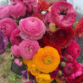 盆栽;干花;其他园林植物