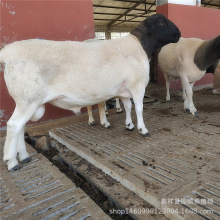 河北适宜养殖的绵羊品种杜泊羊小尾寒羊萨福克羊 种羊价格