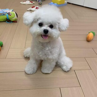 �豭Ȯ�nϵ���ܰ�ɫ��ȮС�w�׹����w���ﹷ�� ���N������ȮС�w