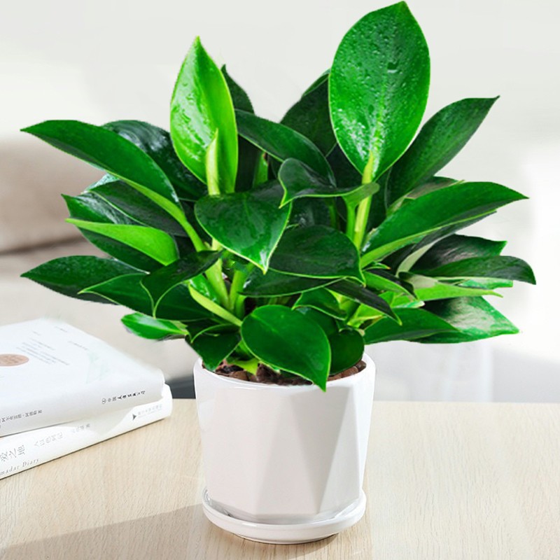 골드 다이아몬드 높이 25cm [다이아몬드 모양의 세라믹 세면대] + 영양액