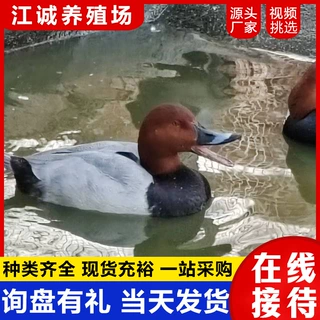 出售租赁斑头雁 红头浅鸭柯尔鸭活体 生态园水禽观赏鸭观赏鸭价格