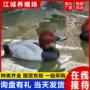 观赏红头租赁活体水禽