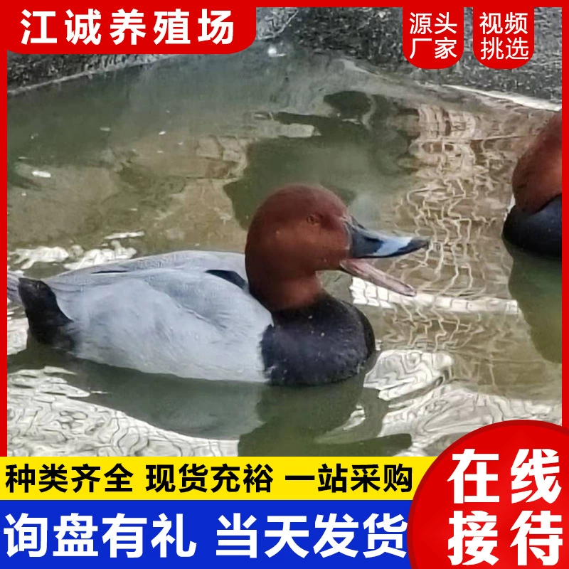 Цена пары красношапочных бирюзовых уток для декоративных водоплавающих птиц в живописном саду, декоративных уток с барной головой для продажи или аренды, видео-выбор.