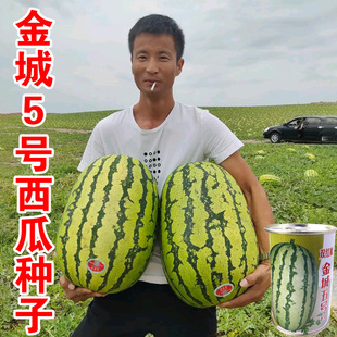 ���5̖���ϷN�����ϷN�����l�N�ӹ�˾�߲�ˮ���N�Ӵ�Ƥ������