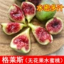 地栽种植无花果苗