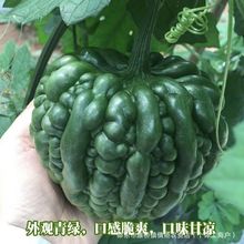绿苹果苦瓜种子生吃不苦甘甜水果苦瓜阳台庭院四季播种蔬菜种子