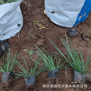 Qingzhou Wholesale Ophiopogon Japonicus Fine-Leaf Ophiopogon Japonicus Seedlings Qingzhou Greening Cultivation Fine-Leaf Ophiopogon Japonicus Dwarf Ophiopogon Japonicus