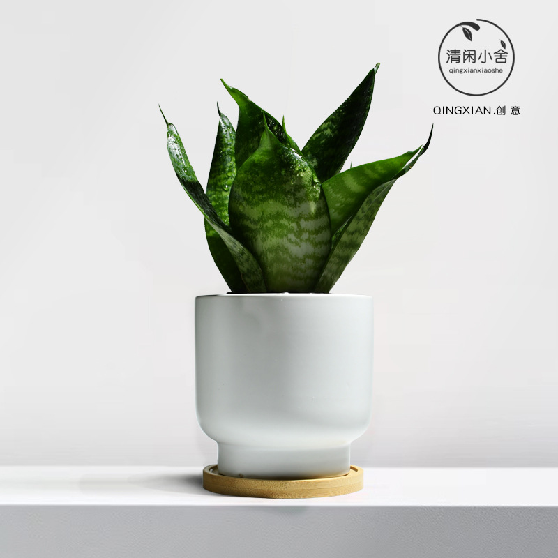 planta verde de orquídea de tigre, planta de aire purificado interior, orquídea de tigre, resistencia a la sombra, buena conservación de orquídea holandesa, planta de mesa en maceta
