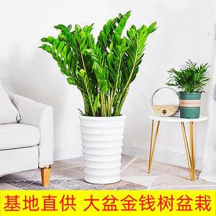 Money Tree Potted Plant Indoor Money Tree Money String to Attract Wealth Living Room Large Green Plant Florals Evergreen All Year Round