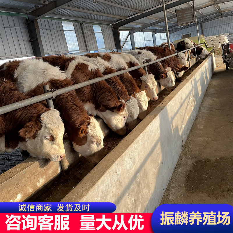 改良西门塔尔牛养殖场批发活体牛小牛苗 牛犊子 怀孕大母牛价格