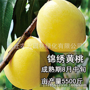 �޽��������8-5̖�Ҙ���������S�����Ҙ������Ա���ͥԺ���Nֲ