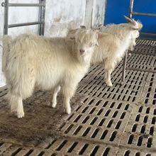 迷你观赏宠物羊绒山羊价格园林景区观赏宠物羊万隆养殖场出售租赁