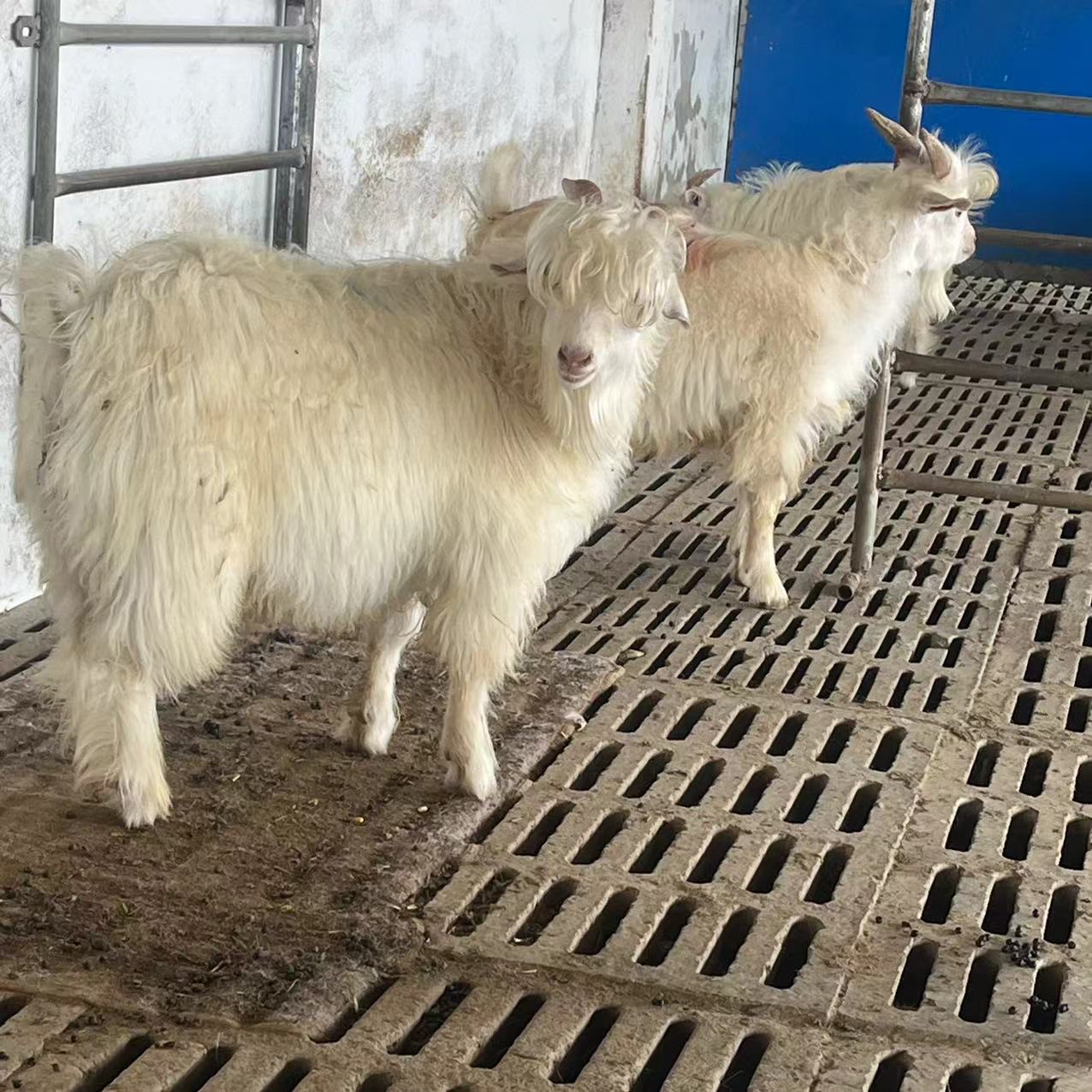 迷你观赏宠物羊绒山羊价格园林景区观赏宠物羊万隆养殖场出售租赁