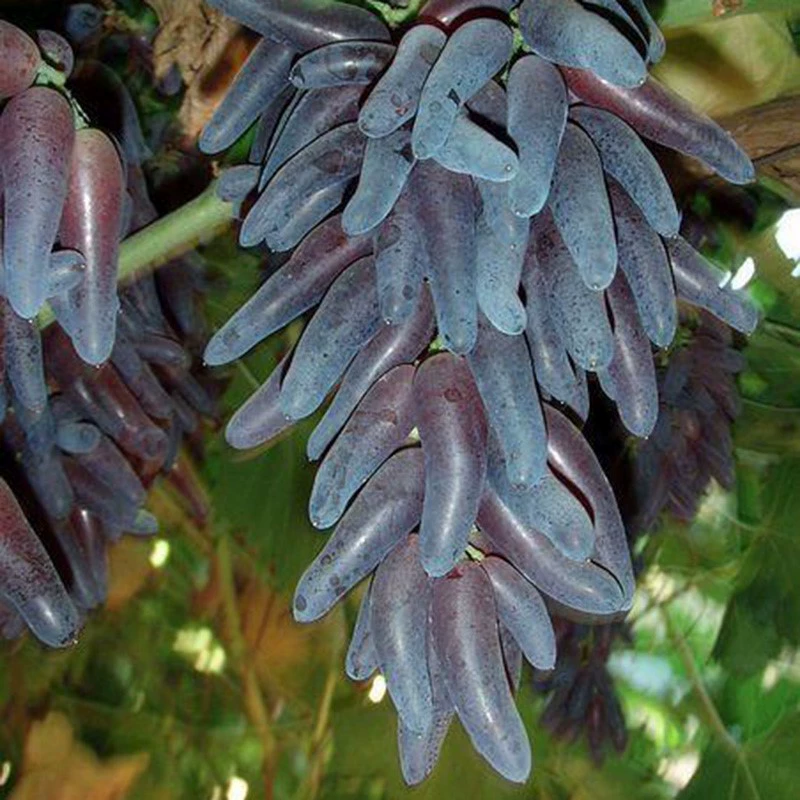 Редкий новый сорт маленьких рассады винограда перца, виноградное дерево «палец ведьмы», виноградные рассады в горшках для лазания по двору и балкону