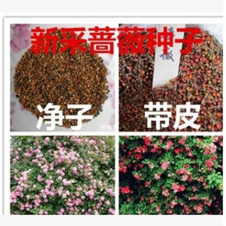 蔷薇日本无刺蔷薇种子蔷薇花苗多花蔷薇种子红刺玫黄刺玫种子 种苗花卉网