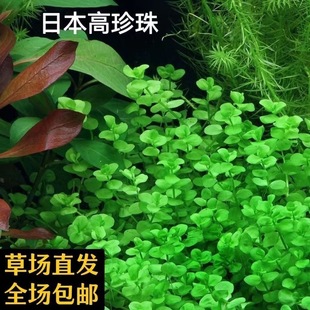 ������ſ�ذ��������ݵ�ˮֲ��ˮ���~�~�ײݸ��쾰ǰ����