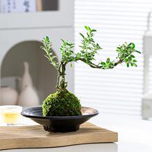 ����ѩ̦�\��΢���͑��½�߅����ѩ���ԃ����՚��҃��k���ҾGֲ