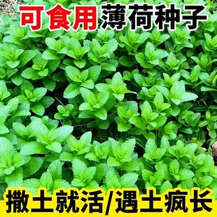 green mint seeds seeds edible four seasons planting seeds mint potted mint mosquito repellent indoor balcony potted plant