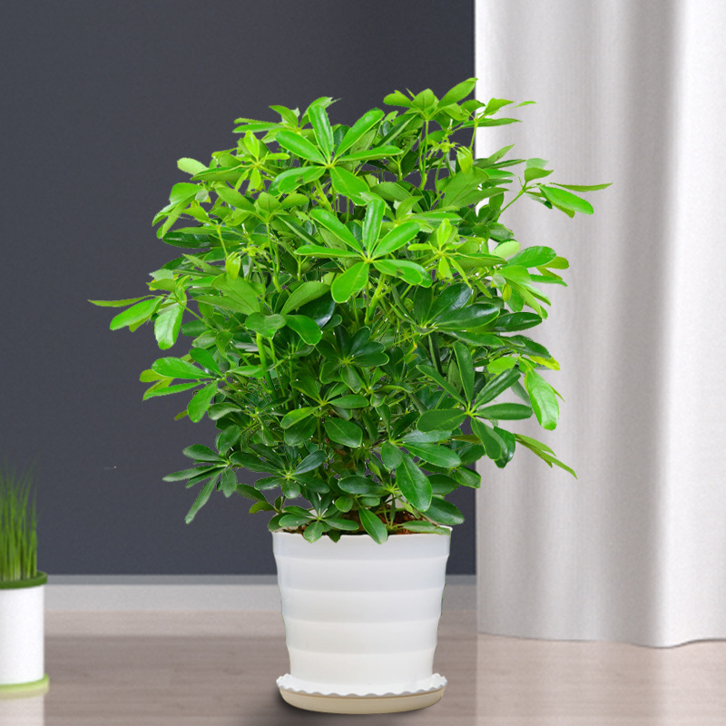 큰 복 나무의 높이는 약 45cm + 스레드 분지 + 영양 용액입니다