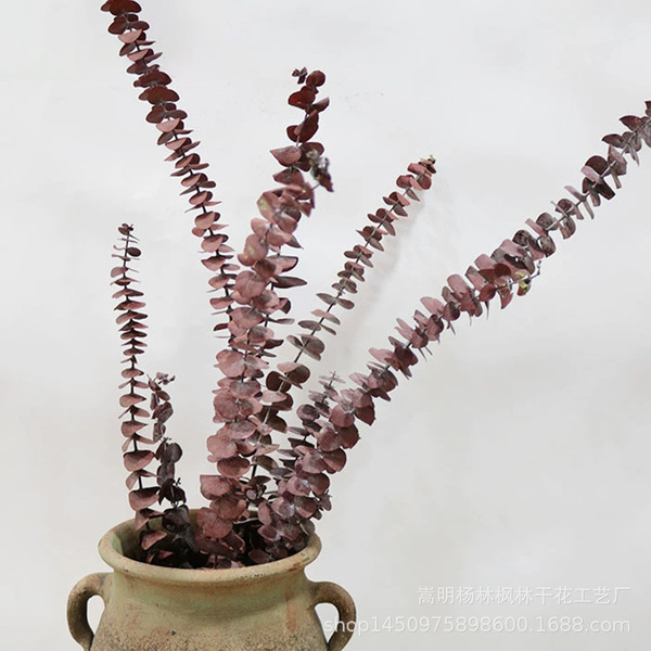 Amazon cross-border preserved flowers eucalyptus leaves copper coin…