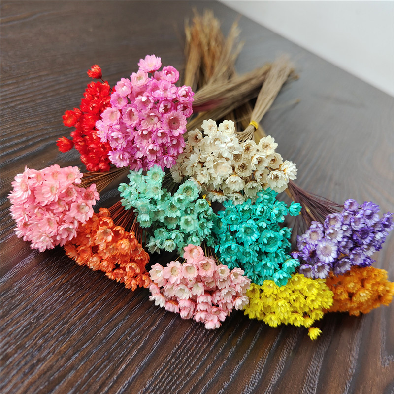 Dried Flower Brazilian Small Star Flower Jelly Lipstick, Dried Daisy Home Photo Perfume Floating Flower Mini Real Flower