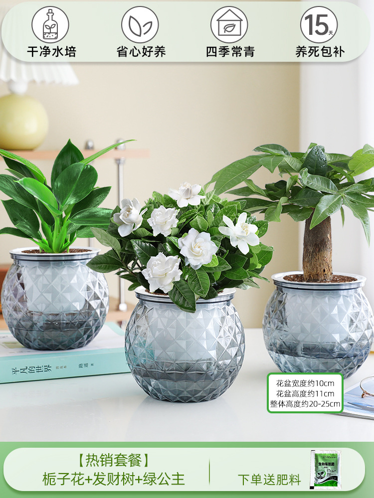 [인기 패키지] 치자나무 + 머니트리 + 그린 프린세스