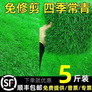 Lawn Grass Seeds, Evergreen Slope Protection, Dog Tooth Root, Manila Carpet Grass Seeds, Courtyard Greening, Ryegrass Turf Seeds