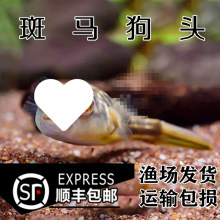 �������ڟᎧ�~�M�ں������^�p�~��ˮ���ް��R���^���w�~��Ұ��